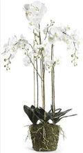 52 inch white orchid with moss base