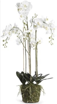 52 inch white orchid with moss base