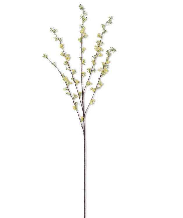 46 Yellow hoary willow spray