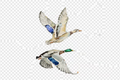 Flying Mallard Print